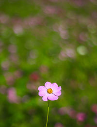 Close-up of pink flower