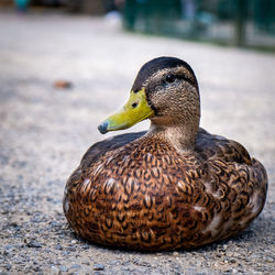 Close-up of a duck