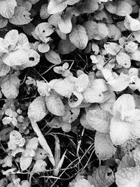 High angle view of flowering plants on land
