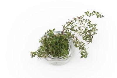 Close-up of plant against white background