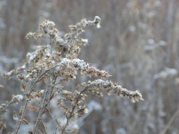 Close-up of snow on plant
