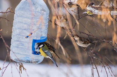 Close-up of birds eating from a homemade birdhouse