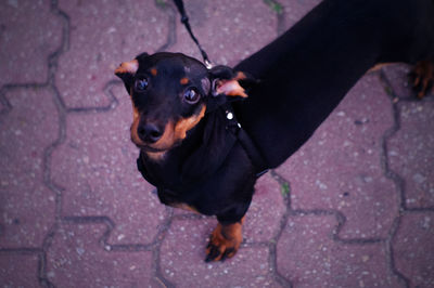 High angle portrait of dachshund standing on footpath