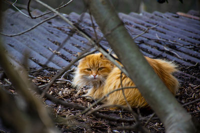 Portrait of a cat