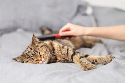 A woman combs her cat with a comb. a striped cat is lying on the background. rest and relaxation.