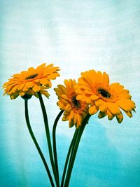 Close-up of yellow daisy flowers in vase