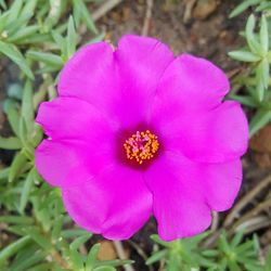 Close-up of pink flower blooming outdoors