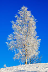 Low angle view of tree against clear blue sky