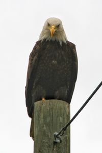 Low angle view of bald eagle perching on wooden post against clear sky