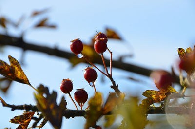 Close-up of cherries on tree