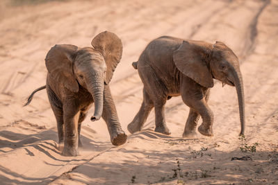 Close-up of elephant on field