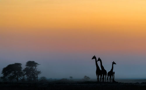 Giraffe in safari park in africa