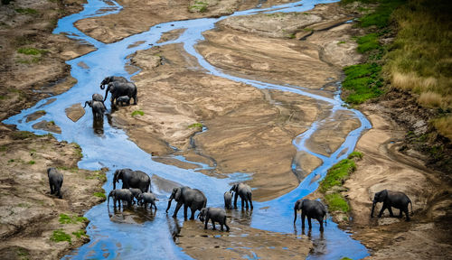 High angle view of elephants on landscape