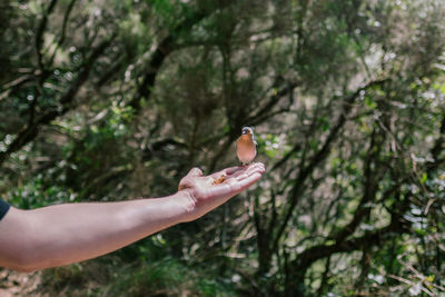 Person hand holding plant against trees