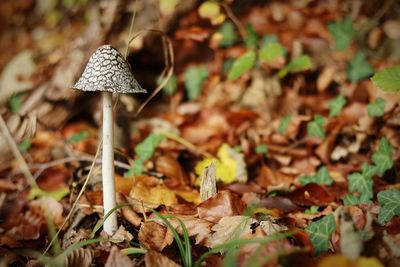 Close-up of fly agaric mushroom