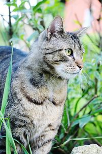 Close-up of a cat looking away