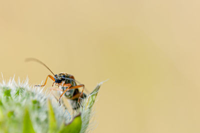 Close-up of insect on flower
