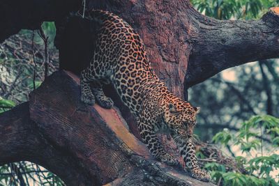 Cat relaxing on tree