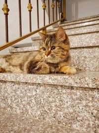 Portrait of cat sitting on staircase