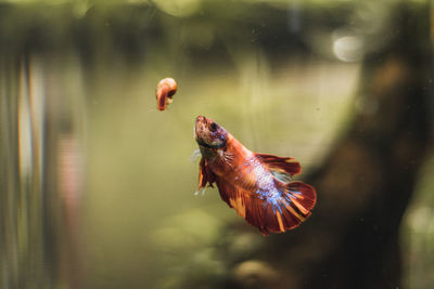 Fish with beautiful tail swimming in tank