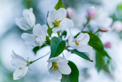 Close-up of white flowers on branch