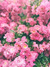 Close-up of pink flowering plants