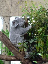 Monkey sitting on tree branch