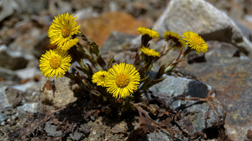 Close-up of yellow flowering plant on rock