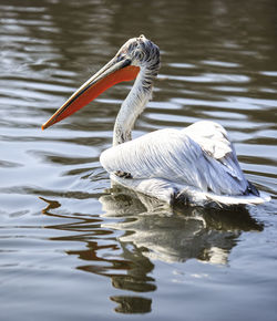 Swan swimming in lake