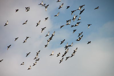 Low angle view of birds flying against sky