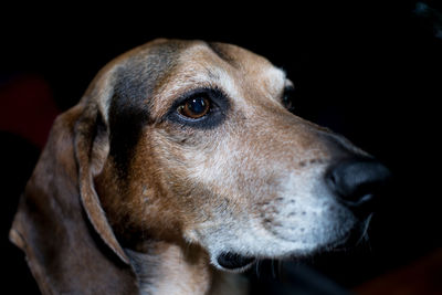 Close-up of dog against