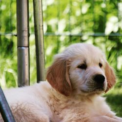 Close-up of dog looking away