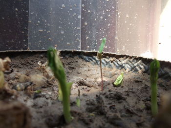 Close-up of plants