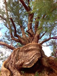 Low angle view of tree trunk in forest