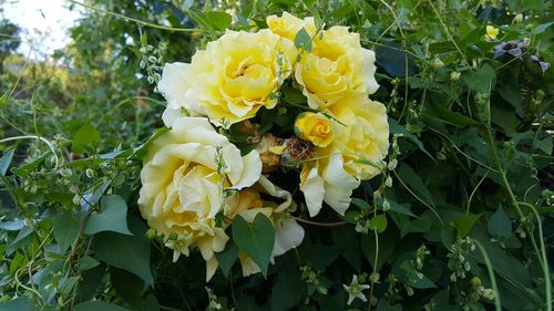 Close-up of yellow flowers