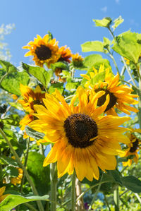 Close-up of bee on sunflower