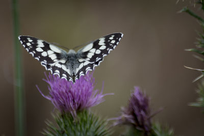 Close-up of butterfly on purple flower