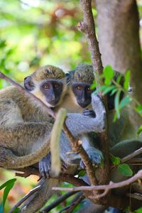 Monkey sitting on branch