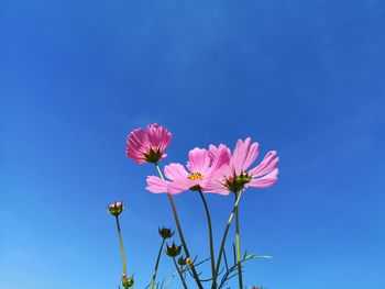 Low angle view of pink cosmos flower against blue sky