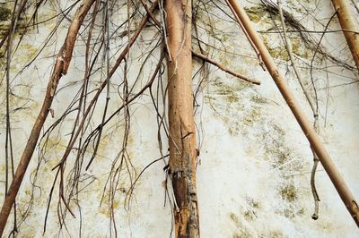 Close-up of bare tree