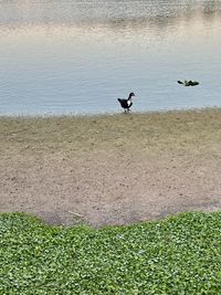 Birds flying over the lake