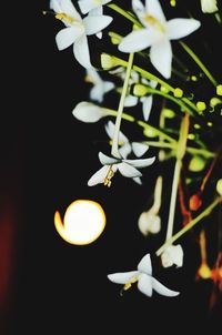 Close-up of white flowers blooming at night