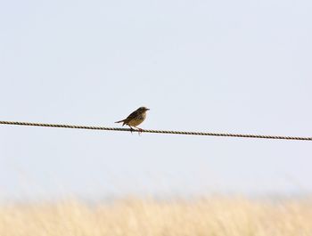 Bird perching on cable against clear sky