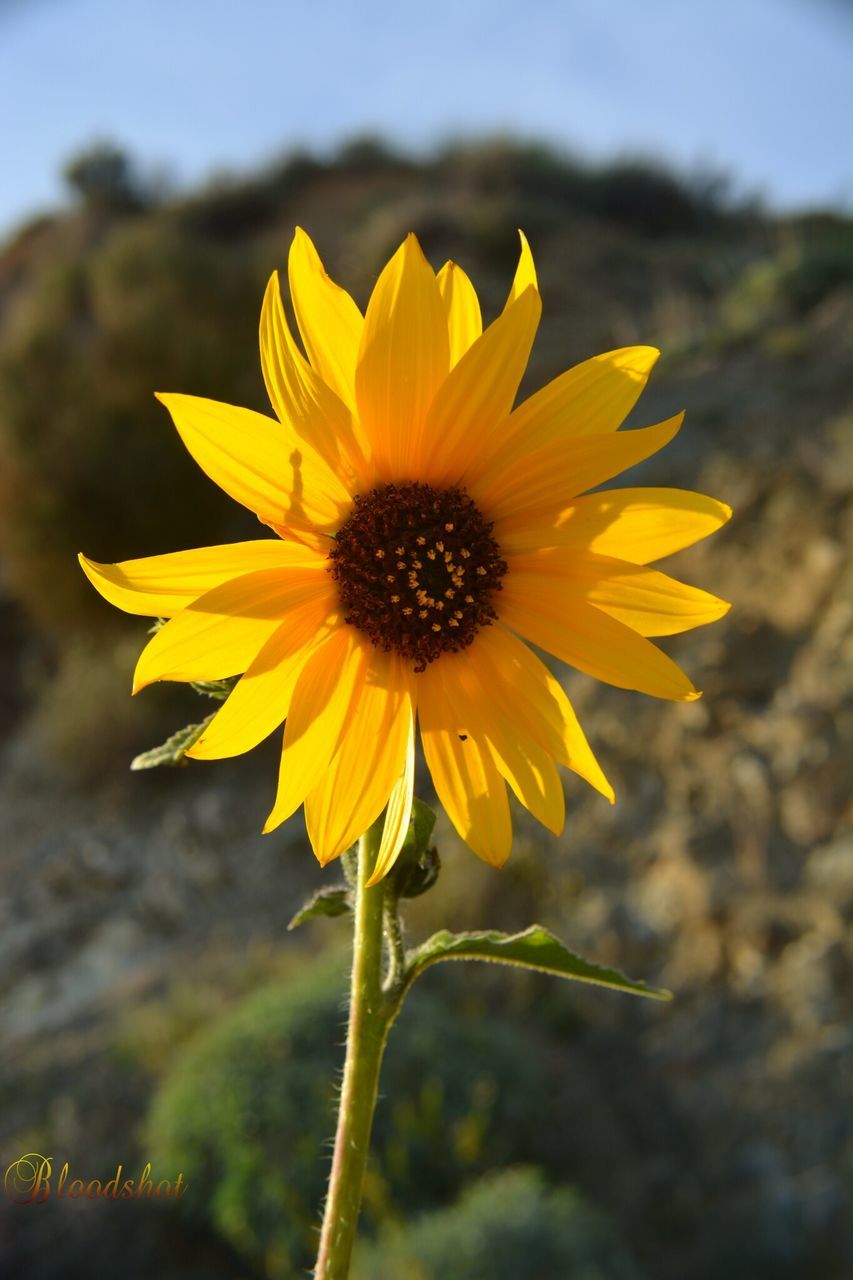 flower, petal, yellow, freshness, fragility, flower head, growth, beauty in nature, close-up, focus on foreground, blooming, sunflower, single flower, plant, pollen, nature, field, stem, in bloom, sky