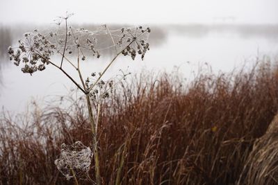 Close-up of frozen plants during winter