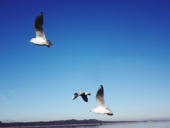 Low angle view of seagulls flying against clear blue sky