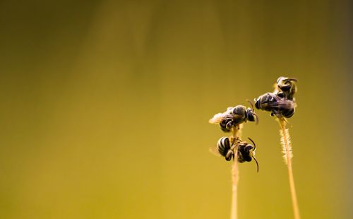 Close-up of insect on flower