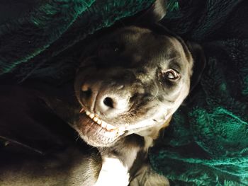 High angle portrait of dog at home