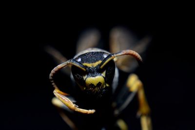 Close-up of insect over black background