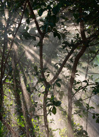 Low angle view of trees on plants in forest